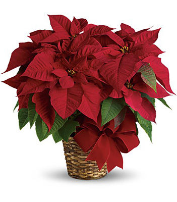 Red Poinsettia from Scott's House of Flowers in Lawton, OK